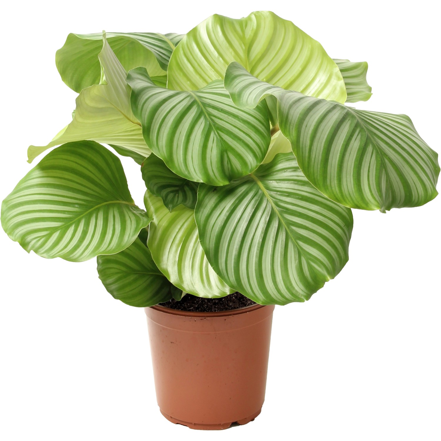 GROW by OBI Korbmarante Höhe ca. 70 cm Topf-Ø ca. 21 cm Calathea orbifolia