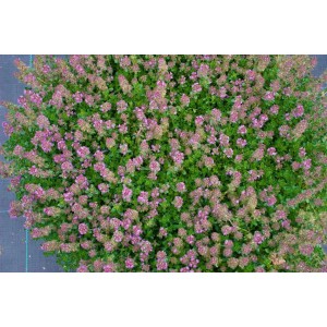 Teppich-Thymian 'Purpurteppich' im 9x9 cm Topf, purpurfarbene Blüten und grüne Blätter.