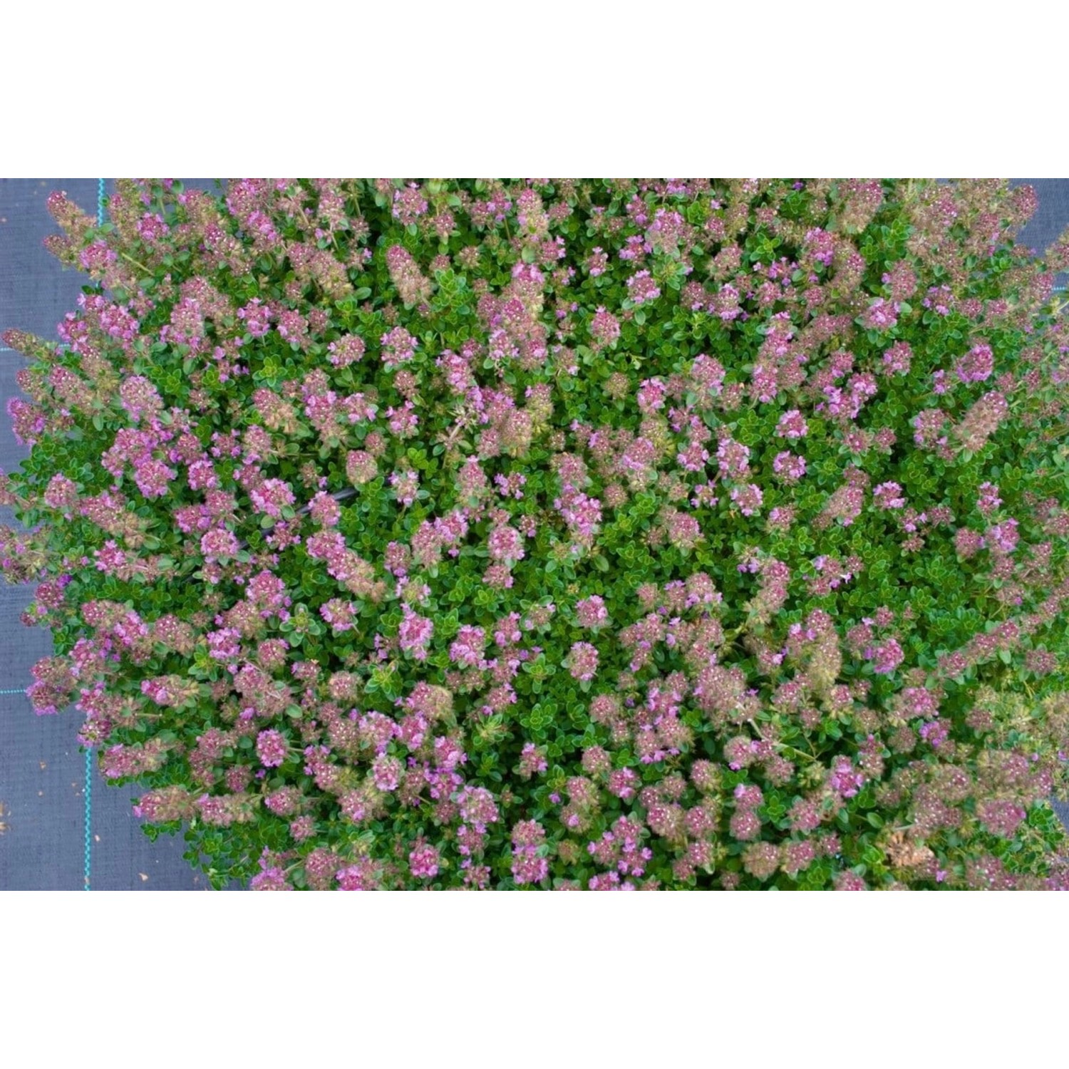 Thymus Praecox Purpurteppich Teppich-Thymian Purpur Ca. 9x9 cm Topf günstig online kaufen