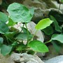 Dennerle Aquariumpflanze Anubias barteri var. Nana mit grünen Blättern im Aquarium.