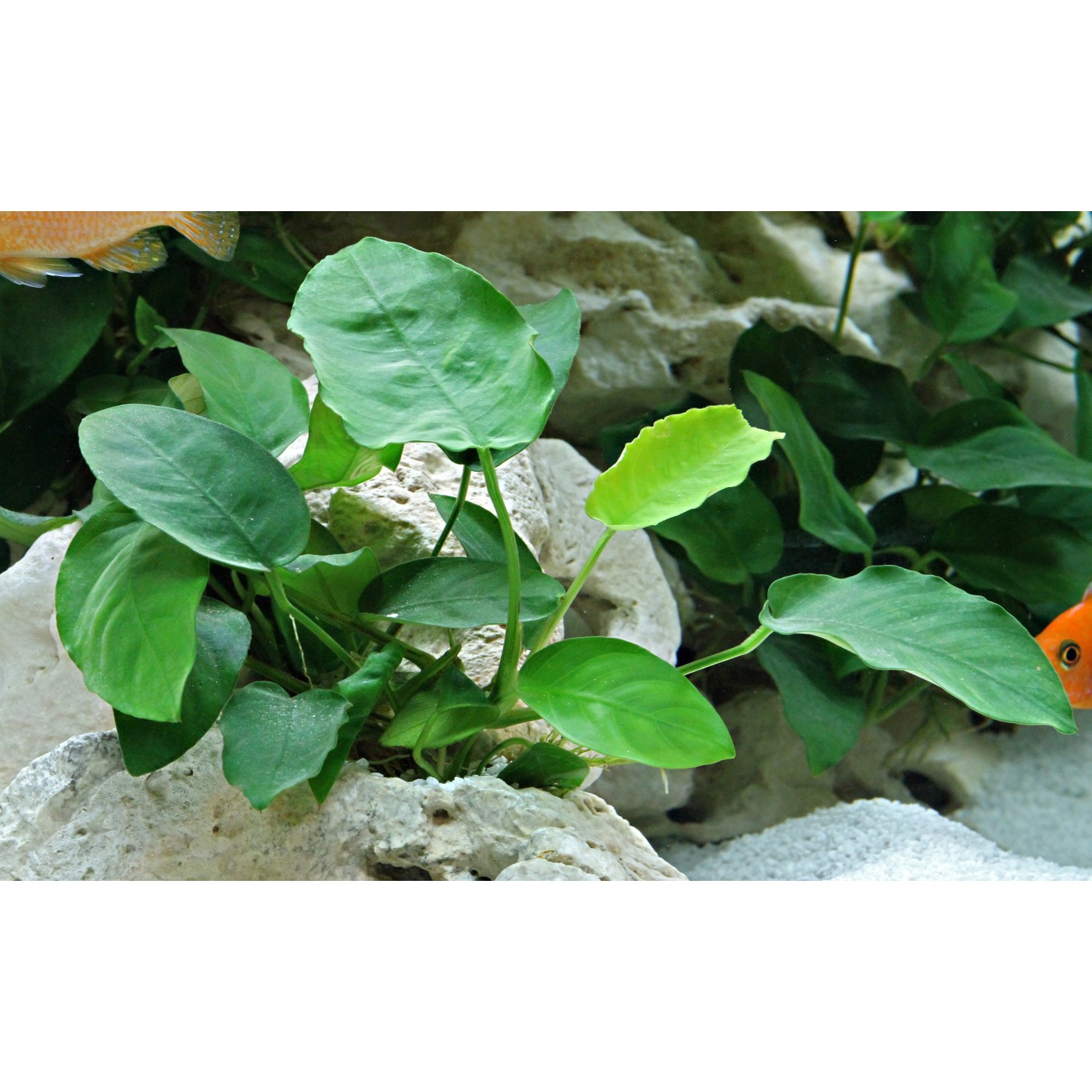 Dennerle Aquariumpflanze Anubias barteri var. Nana mit grünen Blättern im Aquarium.