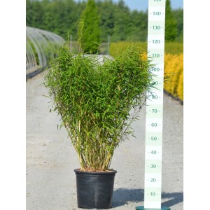 Gartenbambus Panda im Topf (Ø 34cm), Fargesia, mit dichten, grünen Halmen. Ideal als Hecke oder Solitär.