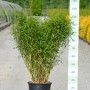 Gartenbambus Panda im Topf (Ø 34cm), Fargesia, mit dichten, grünen Halmen. Ideal als Hecke oder Solitär.