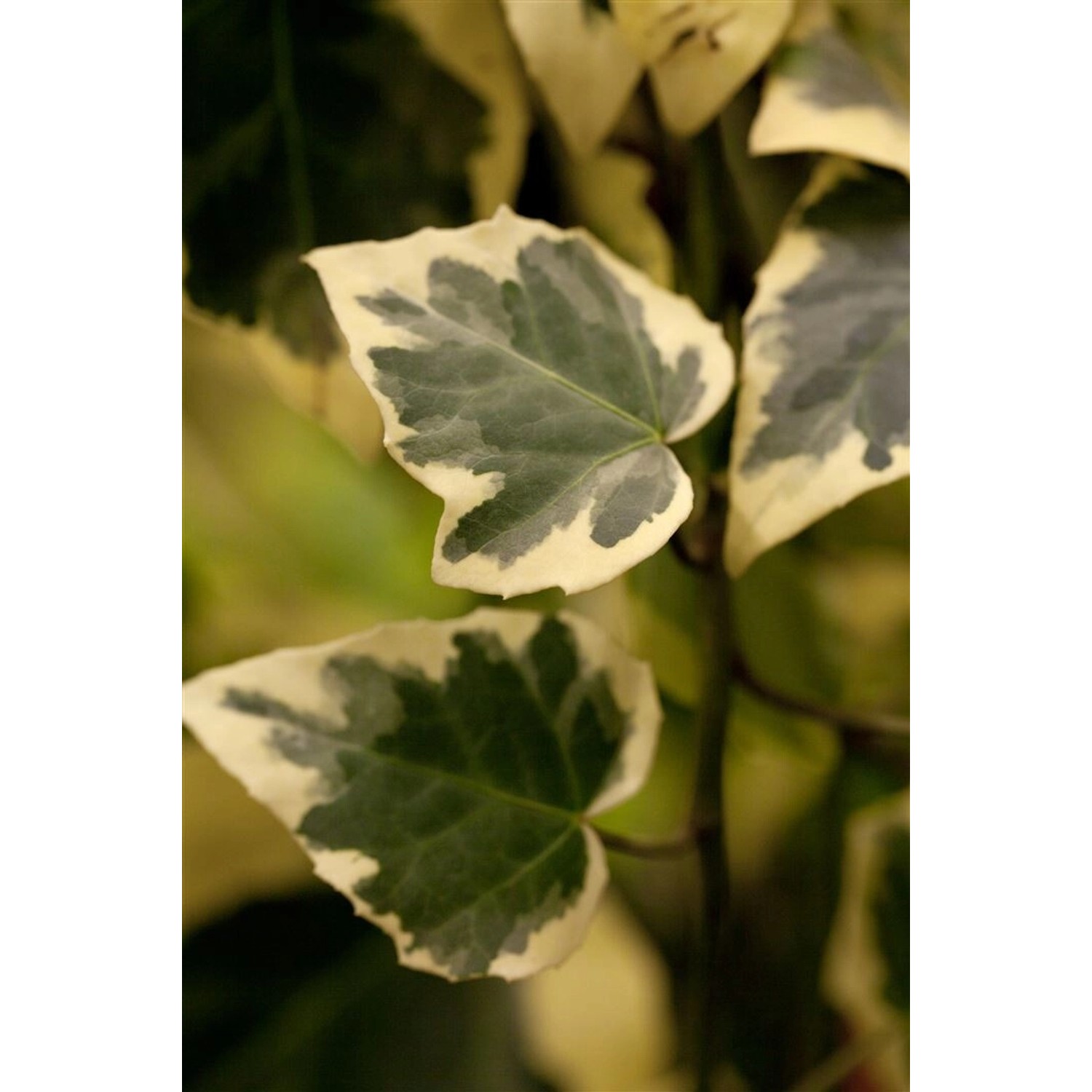 Hedera Algeriensis Gloire De Marengo Efeu Grün-Weiß 40–60 cm günstig online kaufen