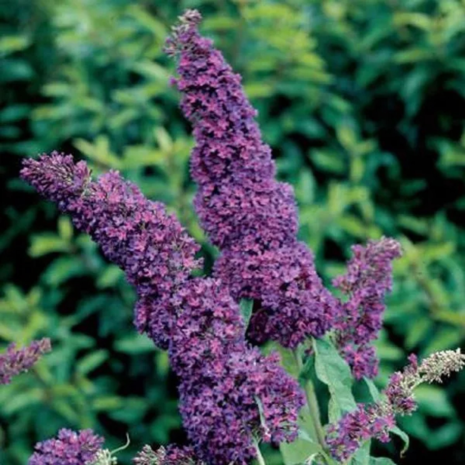 arborix Sommerflieder 'Purple Emperor' Buddleja Davidii 30 Bis 40 Cm Im Container Intensiv Violett