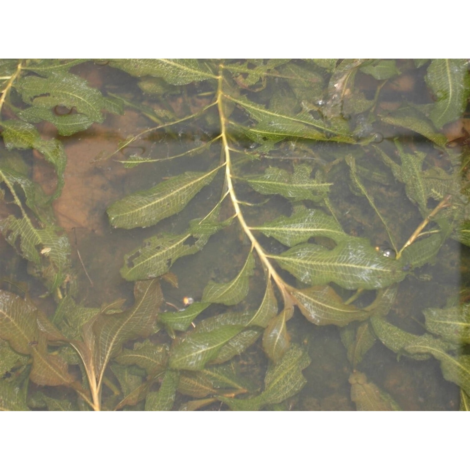 Potamogeton Lucens Glänzendes Laichkraut Ca. 9x9 cm Topf günstig online kaufen