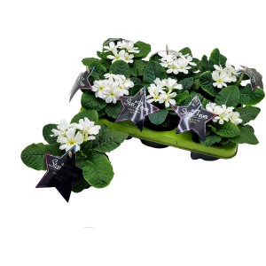 Weiße GROW by OBI Stern-Primel "Starfever" im Topf, Frühjahrsbepflanzung.