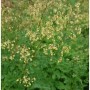 Kleine Wiesenraute (Thalictrum minus) mit zahlreichen zarten gelb-grünen Blüten und gefiederten Blättern.