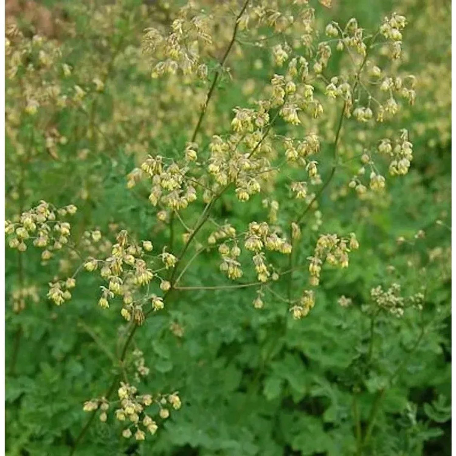 Kleine Wiesenraute (Thalictrum minus) mit zahlreichen zarten gelb-grünen Blüten und gefiederten Blättern.