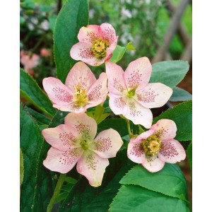 Nahaufnahme der Helleborus X Sternii Staude mit zartrosa Blüten und grünen Blättern im Topf.