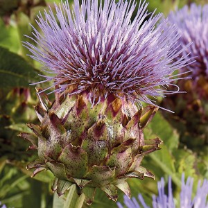Nahaufnahme einer blühenden Artischocke (Cynara cardunculus) mit lila Blüte.