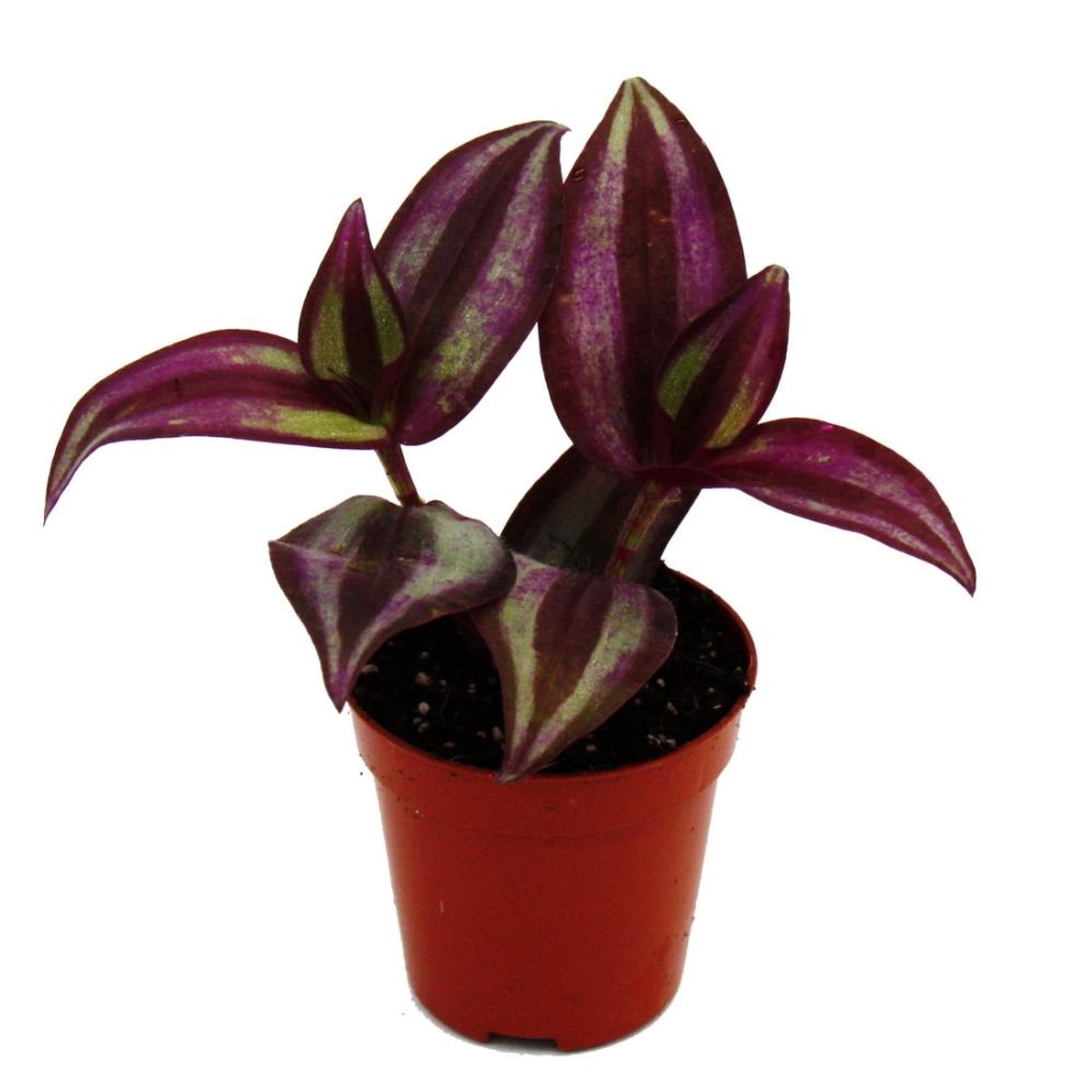 Exotenherz Mini Pflanze Tradescantia Purple Dreimasterblume Wasserhexe Ideal für Kleine Schalen Babyplant im 5,5cm Topf