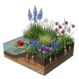 Vdvelde Aqua Bulbs Bienenmischung: Bunte Krokusse, Muscari, Narzissen, Fritillaria, Camassia am Teichrand mit Wasserlilie, Zwiebeln im Querschnitt.