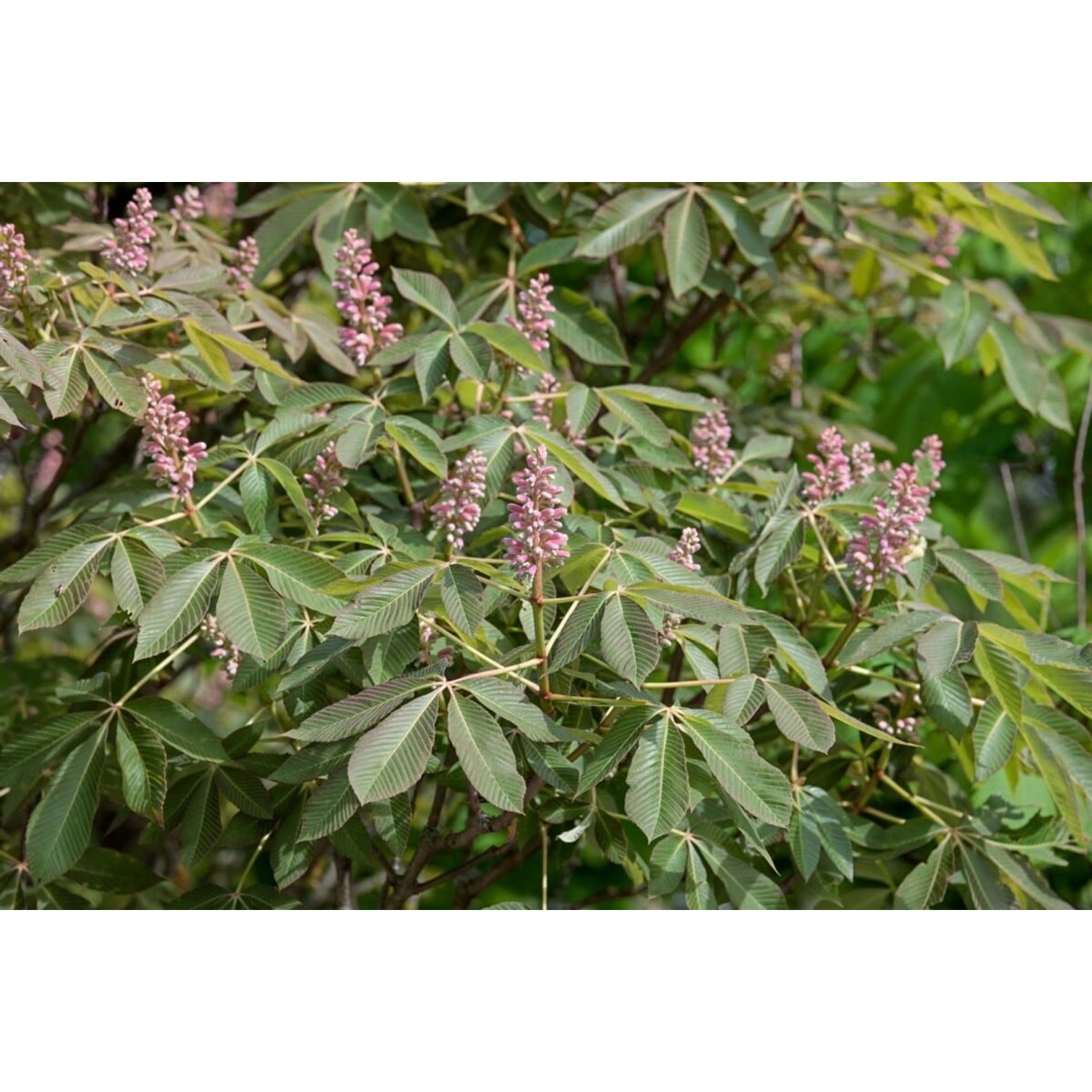 Aesculus Pavia Rosea Nana Zwerg-Rotkastanie Rosa Blüten 60 cm Stammhöhe günstig online kaufen