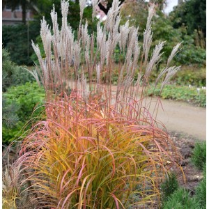 Chinaschilf 'Flammenmeer': Ziergras mit rötlichen Halmen und silbrigen Blütenständen im Garten.