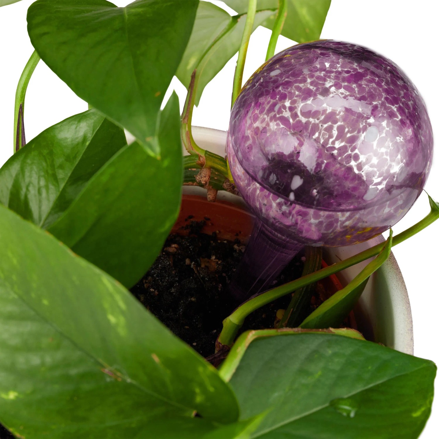 Relaxdays violette Glas-Bewässerungskugel mit Sprenkeln in Topfpflanze. Praktische Gießhilfe für Zimmerpflanzen.
