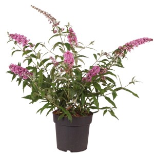Sommerflieder Pink Delight im Topf mit rosa Blütenständen. Schmetterlingsflieder für Garten und Balkon.