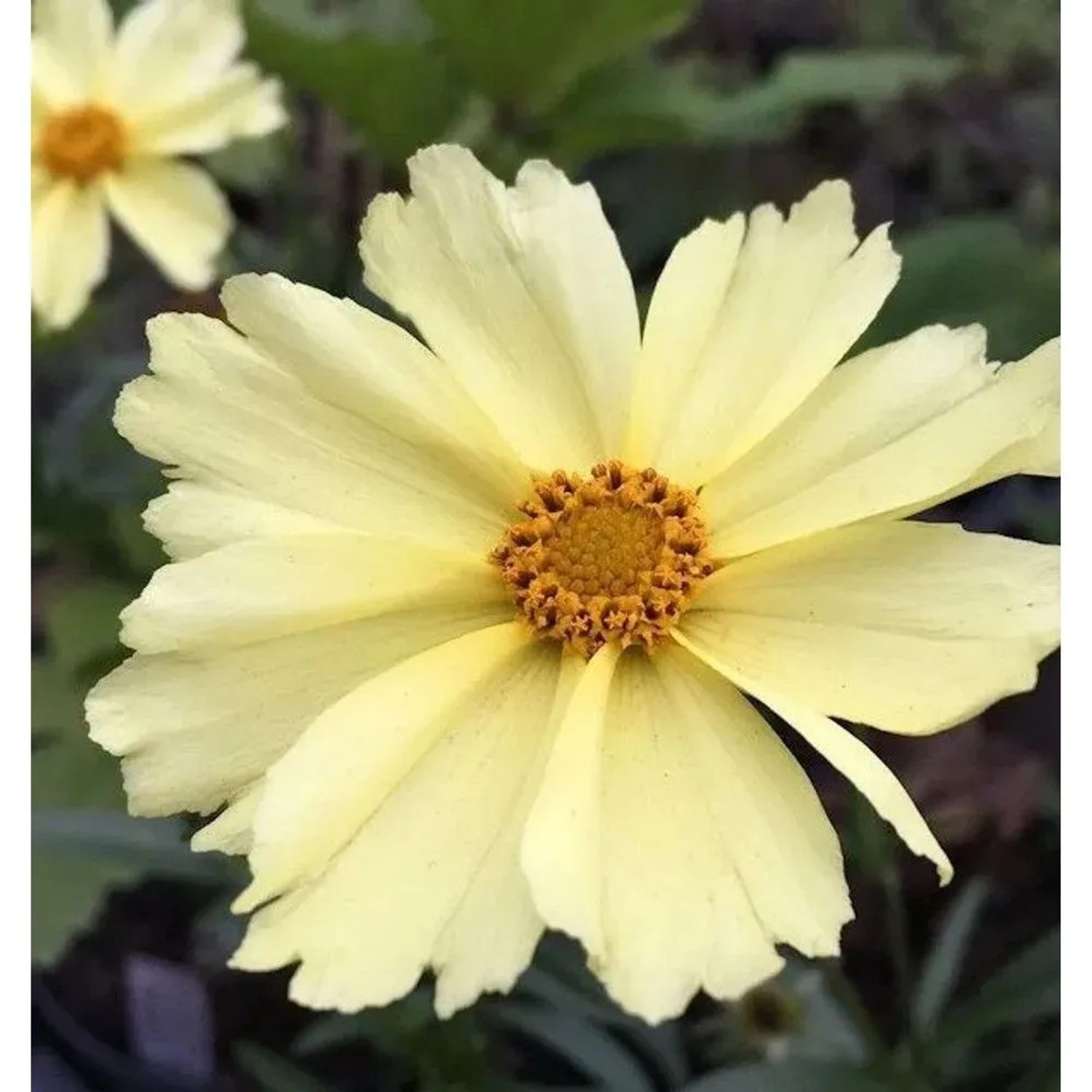 Mädchenauge Full Moon - Coreopsis cultorum