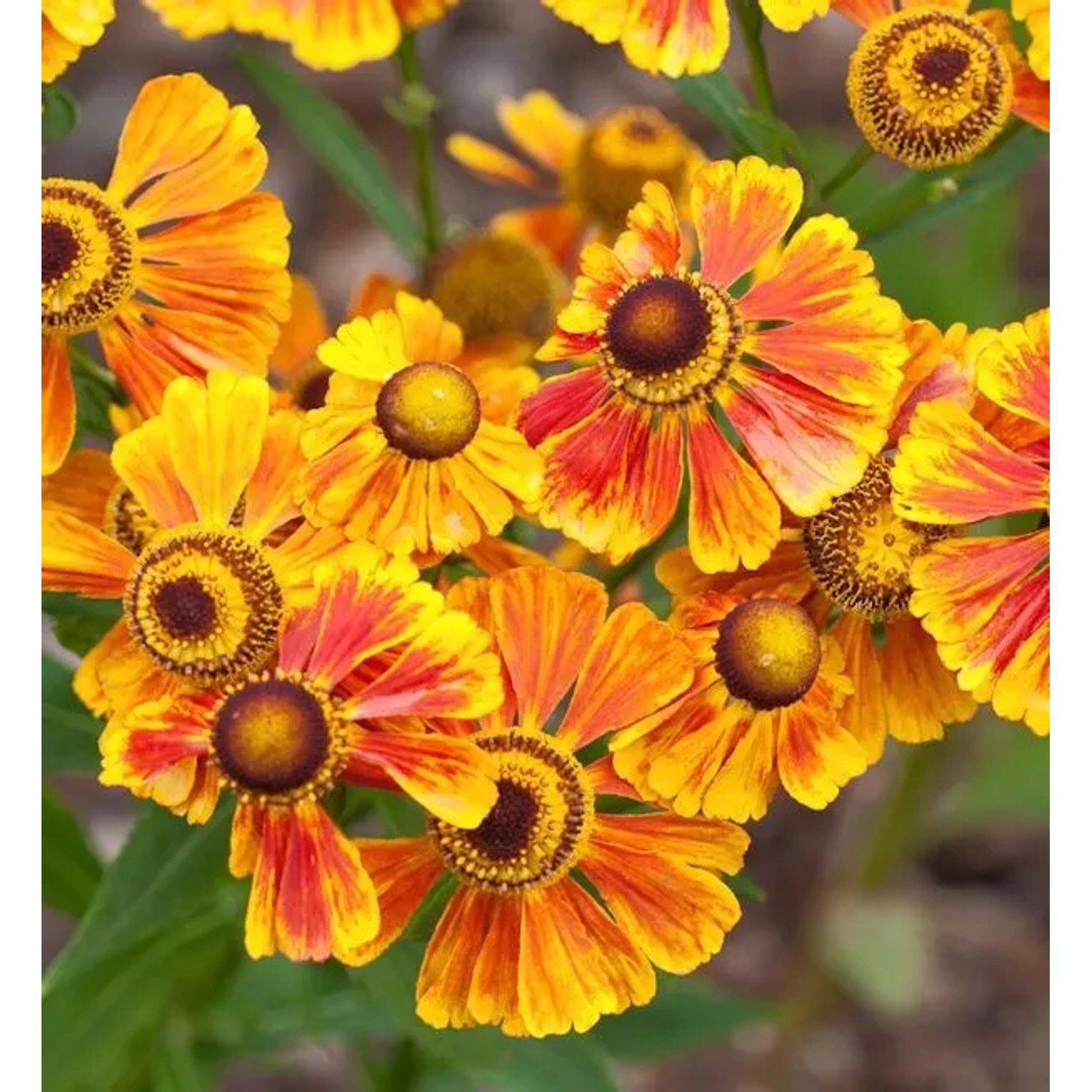 Sonnenbraut Flammenrad - Helenium
