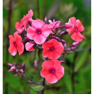 Hohe Flammenblume Tequila Sunrise - Phlox paniculata
