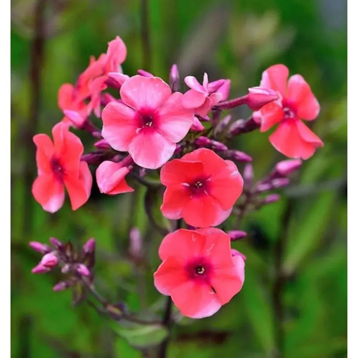 Hohe Flammenblume Tequila Sunrise - Phlox paniculata