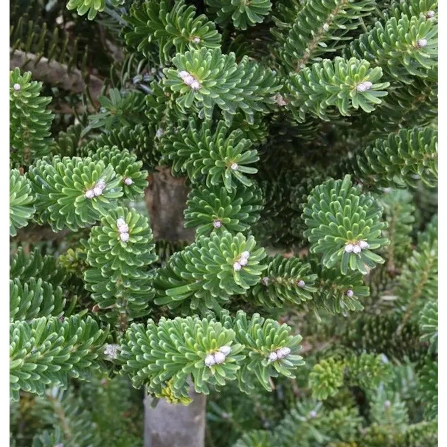 Grüne Zwerg Koreatanne Tordis 30-40cm - Abies koreana