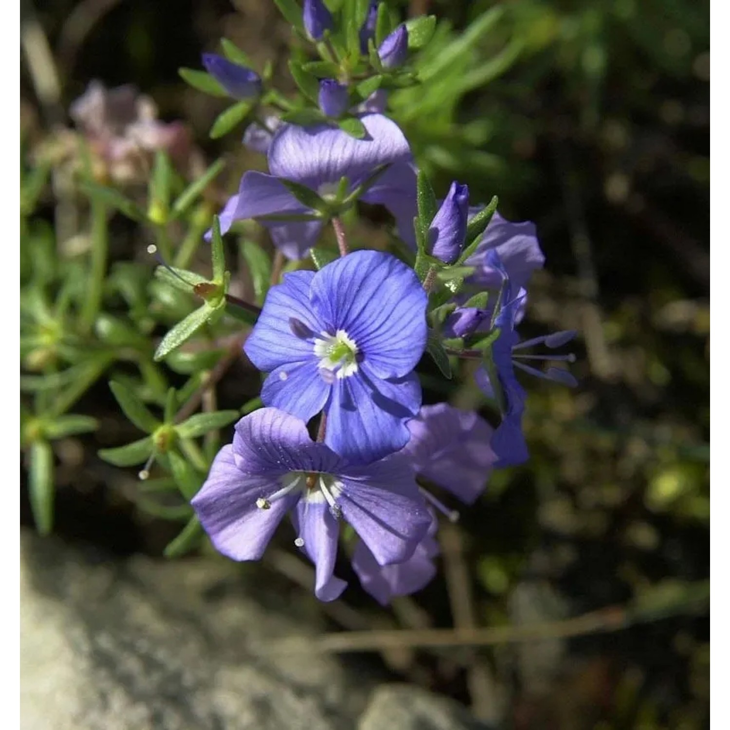 Armenischer Ehrenpreis - Veronica armena