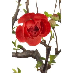 Nahaufnahme einer roten Zierquitten-Blüte (Chaenomeles Friesdorfer) am 80 cm Stamm.