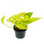 Efeutute 'Golden Pothos' im Topf, eine der drei Sorten aus dem Exotenherz Zimmerpflanzen Trio Set.
