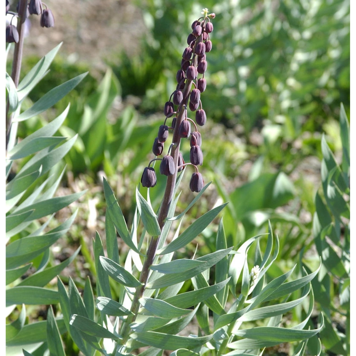 Persische Schachbrettblume Adiyaman - Fritillaria persica günstig online kaufen