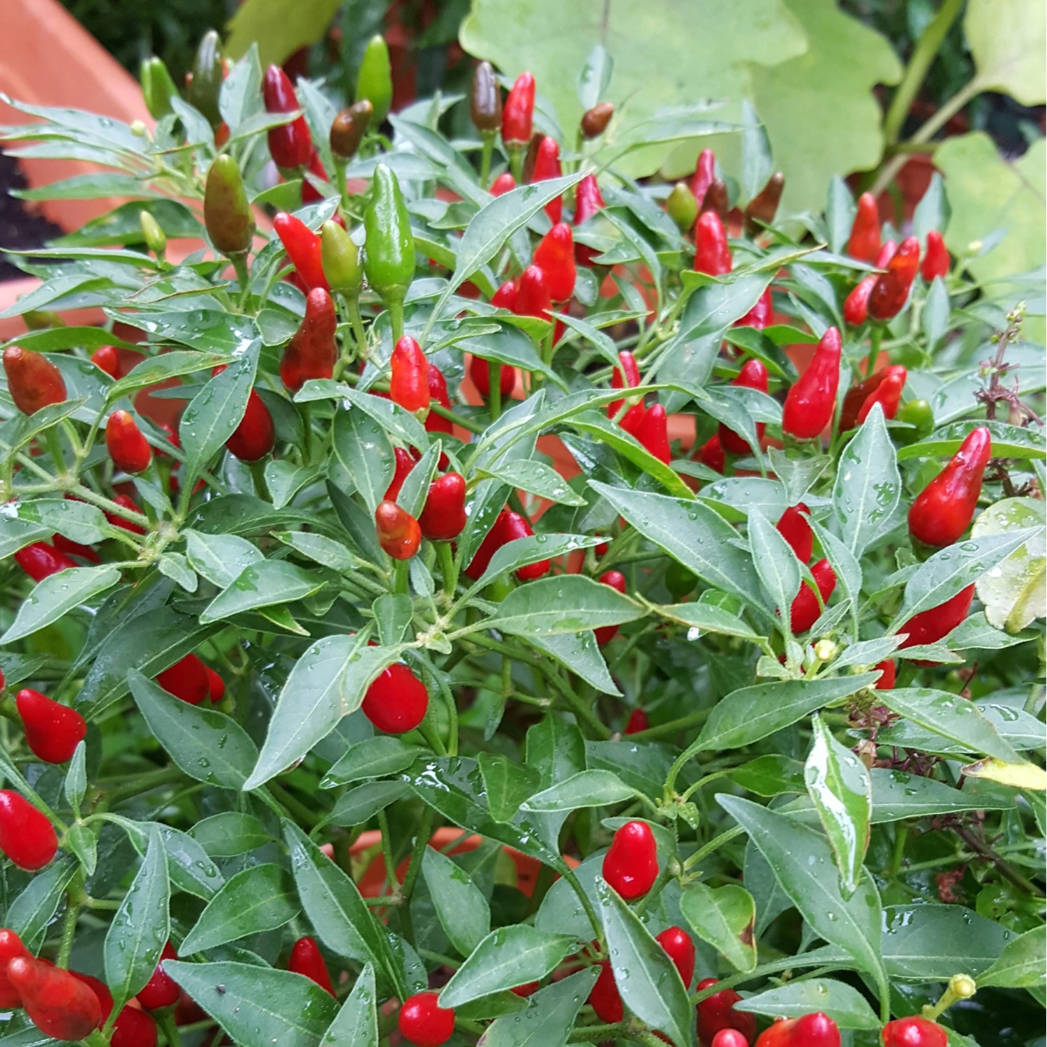 Paprika Baum Capsicuma nn.Paprika Topf-Ø ca. 10,5 cm kaufen bei OBI