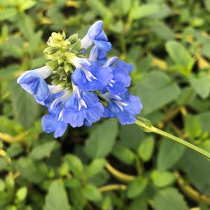 Nahaufnahme des Blu Bio-Pfeffer-Salbei (Salvia uliginosa) mit blauen Blüten und grünen Blättern.