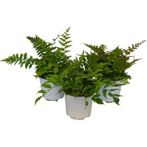 Drei grüne GROW by OBI Farne im Topf, ideal für schattige Standorte.