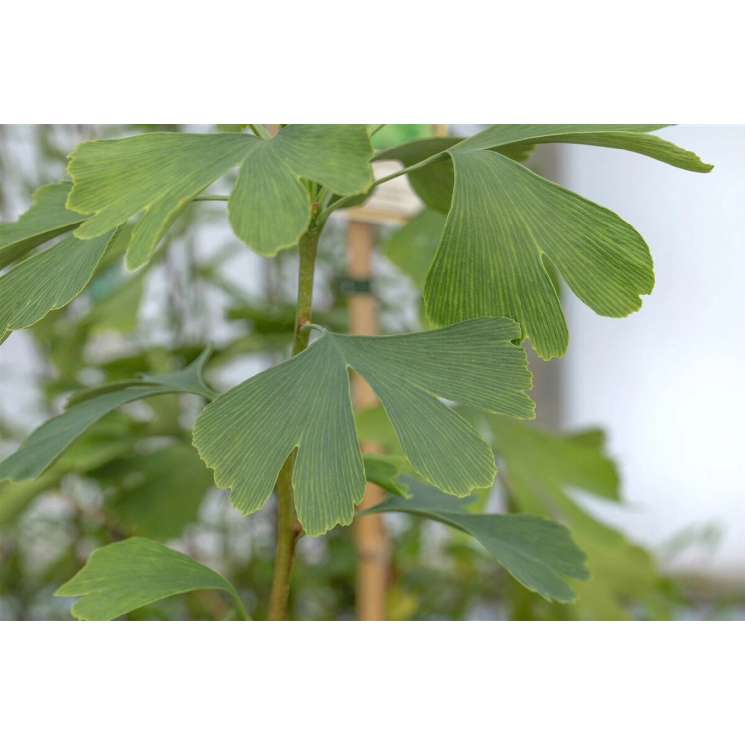 Ginkgo Biloba Princeton Sentry Fächerblattbaum 80–100 cm günstig online kaufen