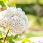 Duftschneeball 'Carlcephalum' mit weißen Blütenbällen und grünen Blättern im Garten.