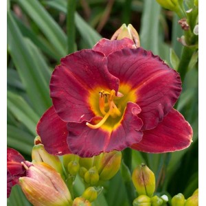 Taglilie Highland Love - Hemerocallis cultorum