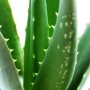 Nahaufnahme: Grüne Aloe Vera Pflanze im Topf mit stacheligen Blättern.