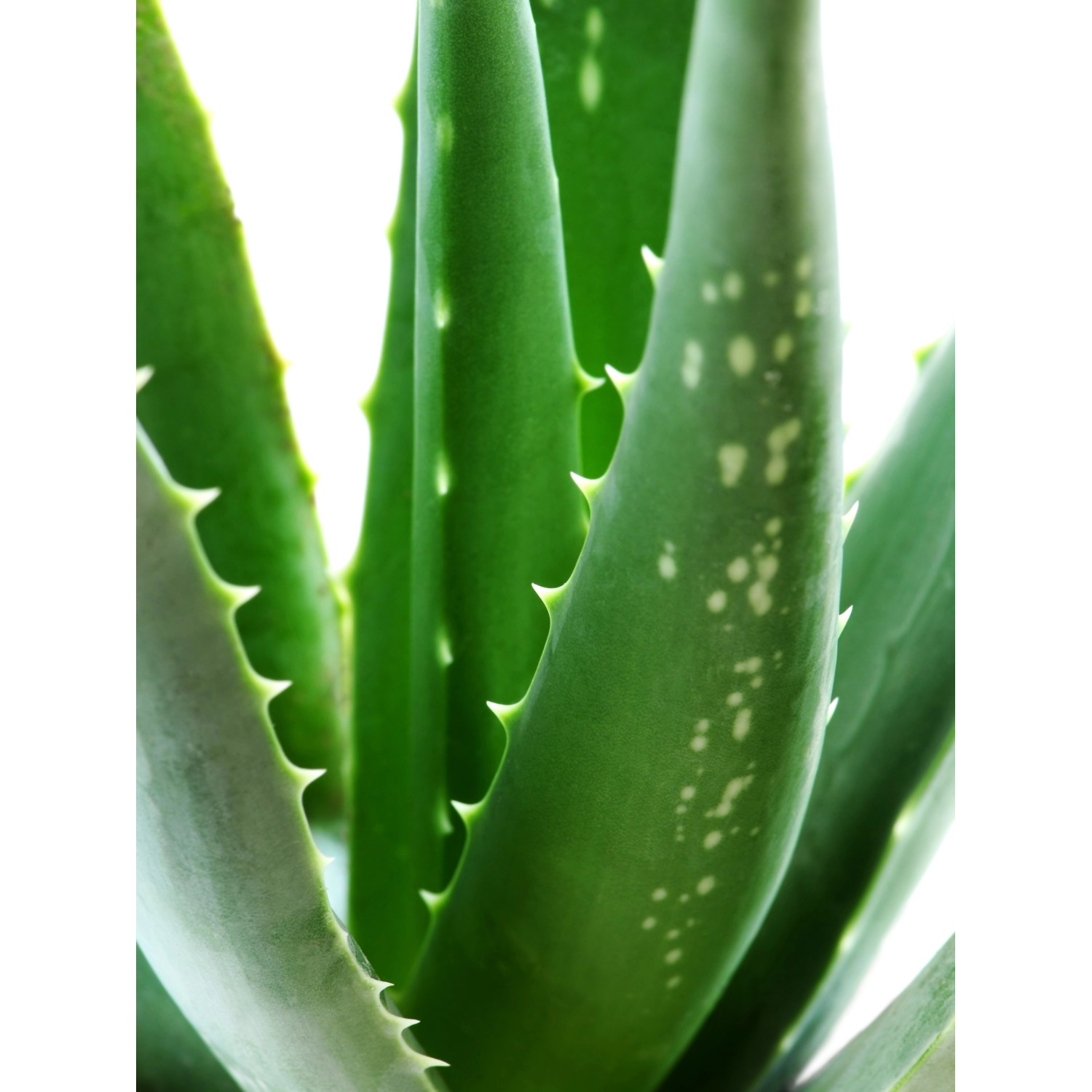 Nahaufnahme: Grüne Aloe Vera Pflanze im Topf mit stacheligen Blättern.