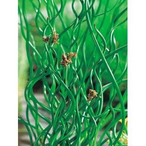 Korkenzieher-Binse (Juncus effusus spiralis) im Topf, grüne, spiralförmige Halme.