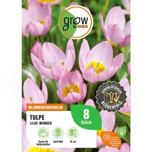GROW by OBI Tulpe Lilac Wonder, rosa Blüten, 8 Stück. Blumenzwiebeln für Frühling.