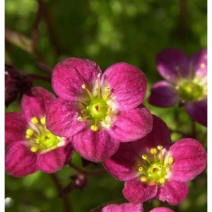 Nahaufnahme von rosa Moossteinbrech (Saxifraga arendsii) Blüten.