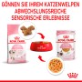 Royal Canin Kitten Nass- und Trockenfutter für Kätzchen in Gelee, 85g Packung.