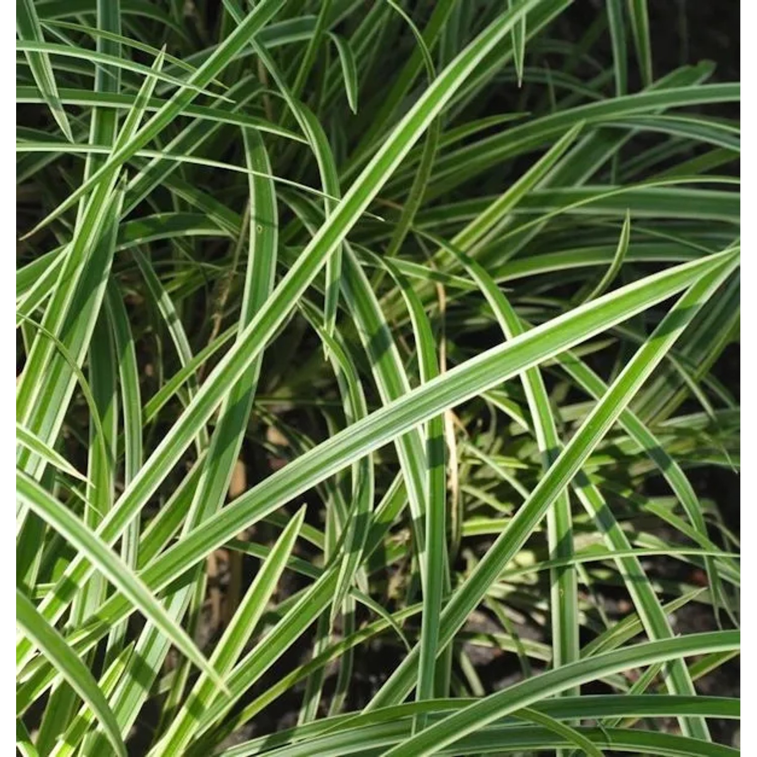 Immergrüne Japan Segge Vanilla Ice - großer Topf - Carex morrowii