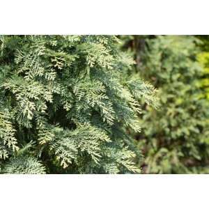 Nahaufnahme der blaugrünen Kugelzypresse Chamaecyparis Lawsoniana Globosa, 25–30 cm hoch.