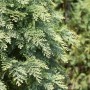 Nahaufnahme der blaugrünen Kugelzypresse Chamaecyparis Lawsoniana Globosa, 25–30 cm hoch.