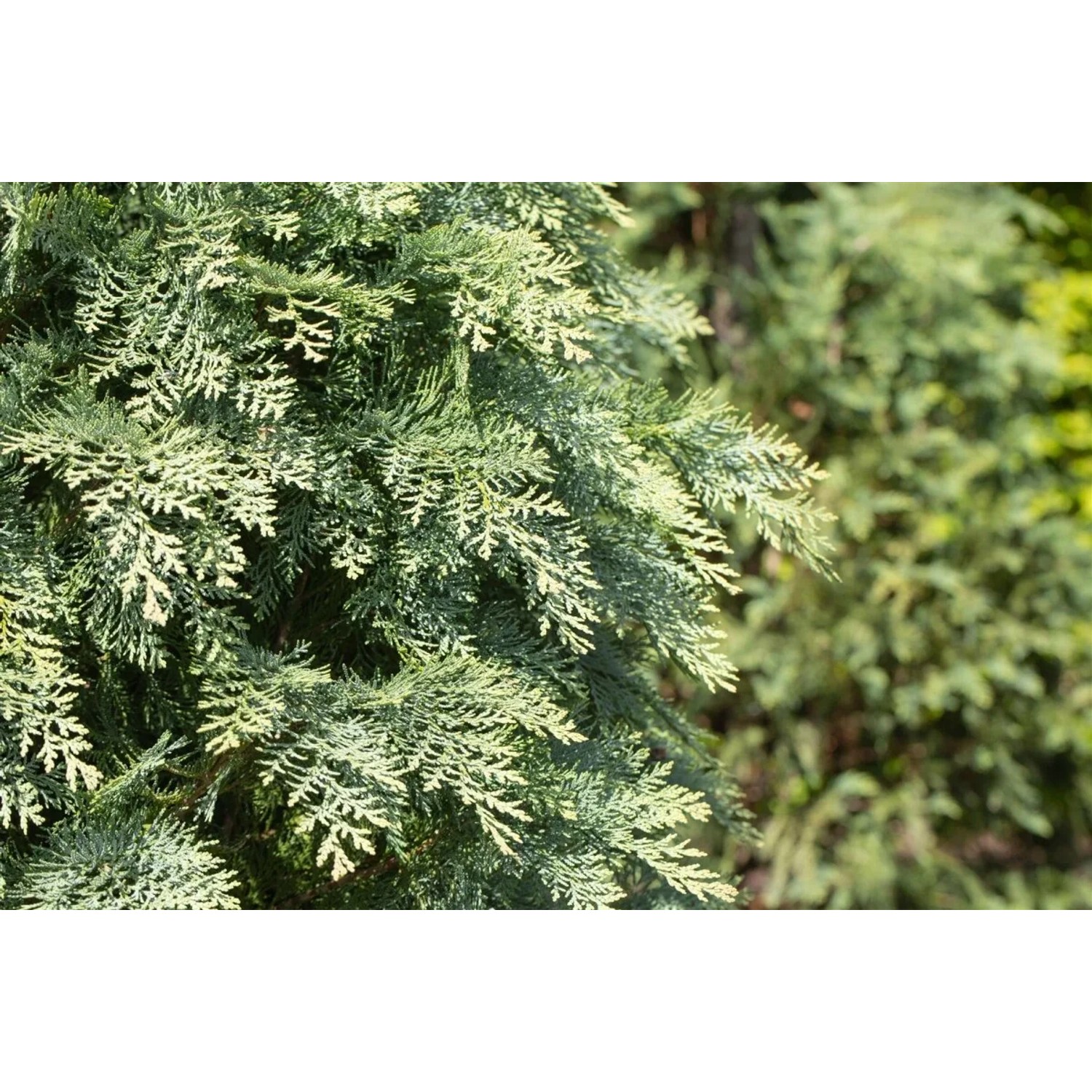 Nahaufnahme der blaugrünen Kugelzypresse Chamaecyparis Lawsoniana Globosa, 25–30 cm hoch.