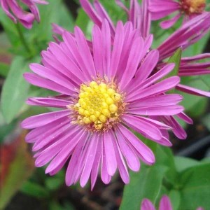 6 x Kissen-Aster 'Jenny' Aster dumosus Topf 9cm Herbstaster