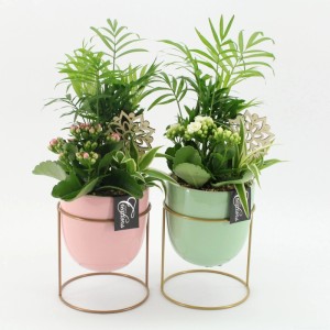 Zimmerpflanzen-Arrangement im Keramiktopf (rosa, grün) mit Bergpalme, Grünlilie und Flammendem Käthchen.