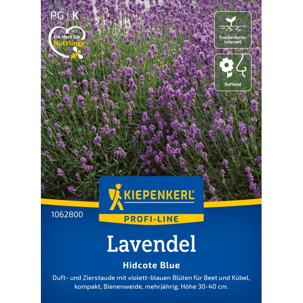 Lavendel kaufen bei OBI