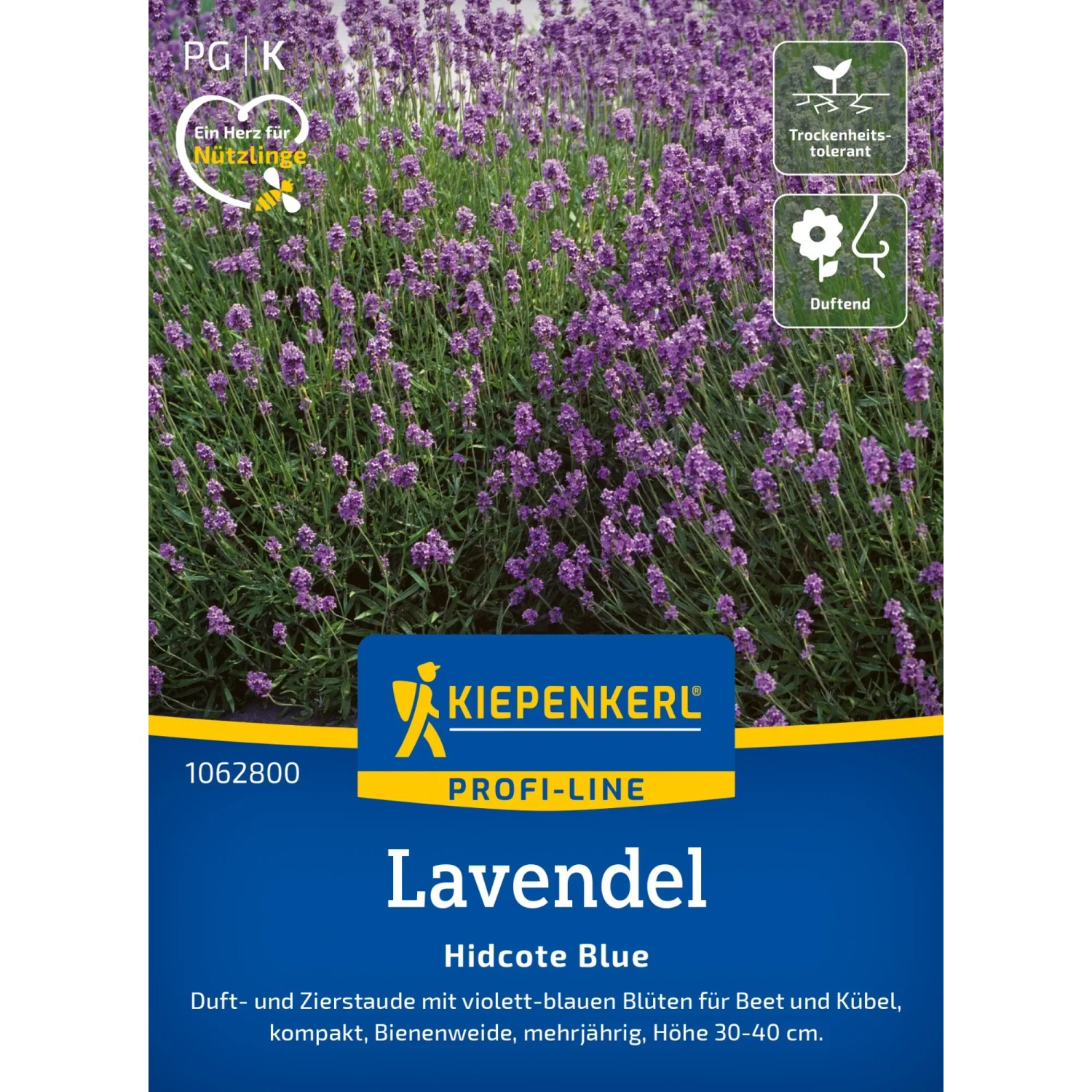 Kiepenkerl Duft-Lavendel "Hidcote Blue Strain" Blau